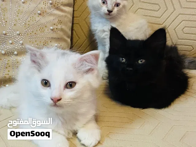 قطط شيرازيه جميله