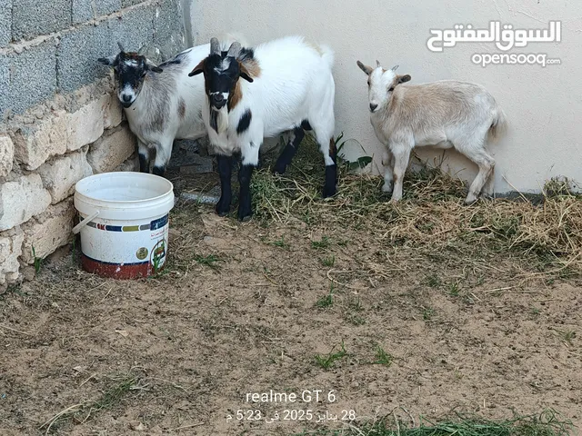 ماعز كردي كوبيا