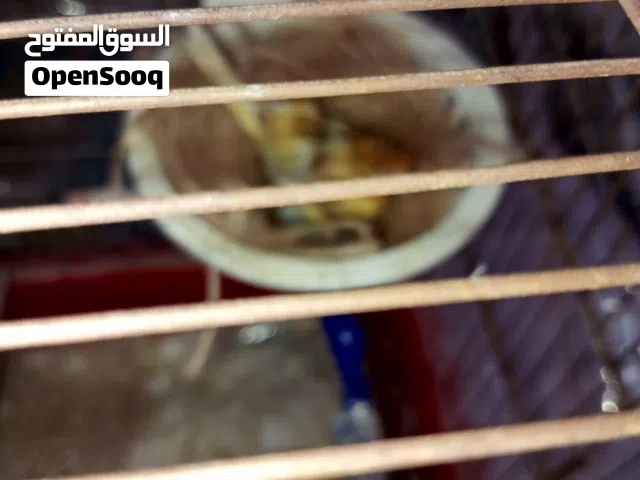 انثى كنار تحتها 4 بيضات من ذكر بندوق ابيض