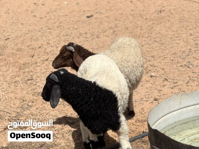 11الخروف ذكر و9 حوليات للبيع