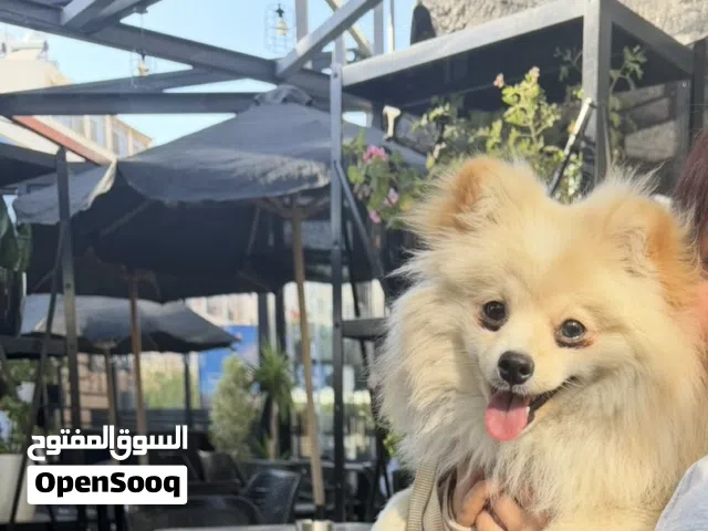 بومارينيان 10 شهور