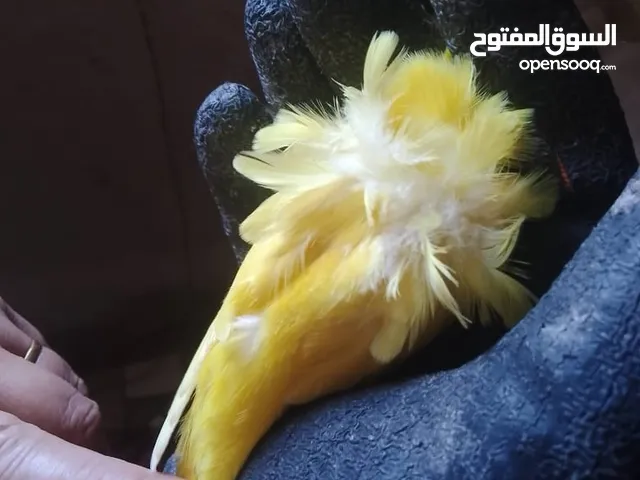فلل لاتيني
