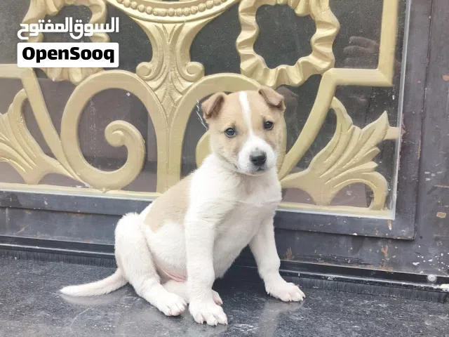 للبيع كلب جاك راسل