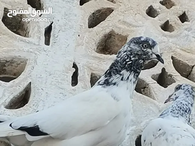 حمام باكستاني الحمامة ب30 والاثنين ب50 Pakistani pigeons, one for 30 and two for 50