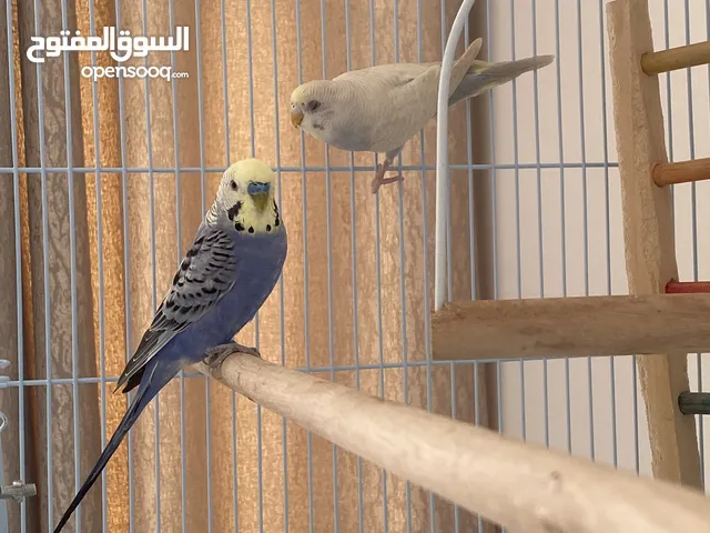 زوج ببغاء بادجي للبيع مع القفص او بشكل فردي