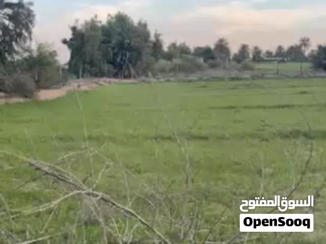 Farm Land for Sale in Diyala Khan Bani Saad