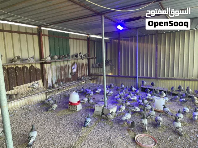 للبيع حمام لاحم سلفر فرنسي