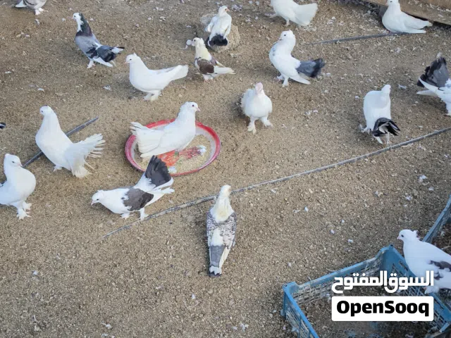 حمام زينة.
