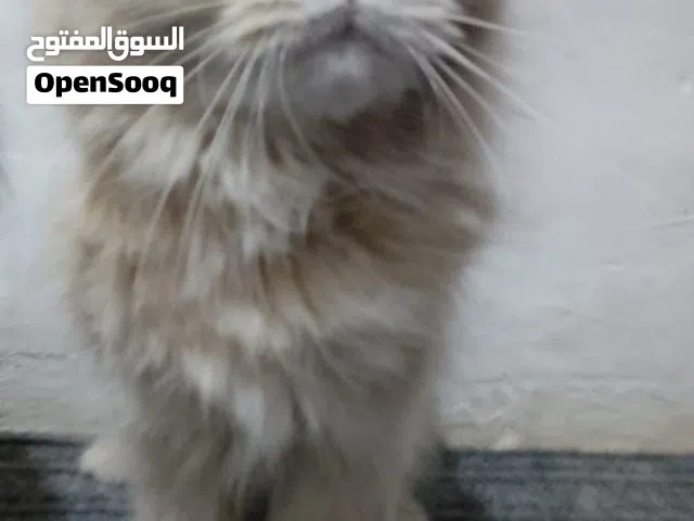 قطط للتبني شيرازي