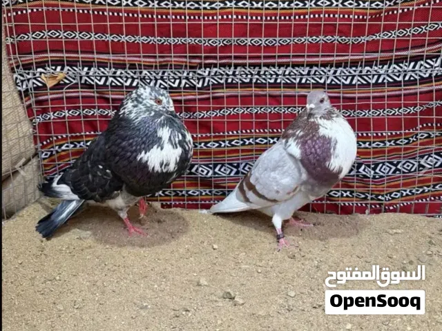 مطلوب مطلوب  زوج نفاخ مارشيلانو أو ذكر او أنثى المهم الفحولة تكون قوة .