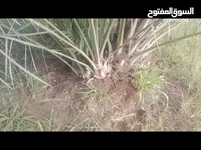 صرم فحل نوع مبكر.   عاقد و أموره طيبه