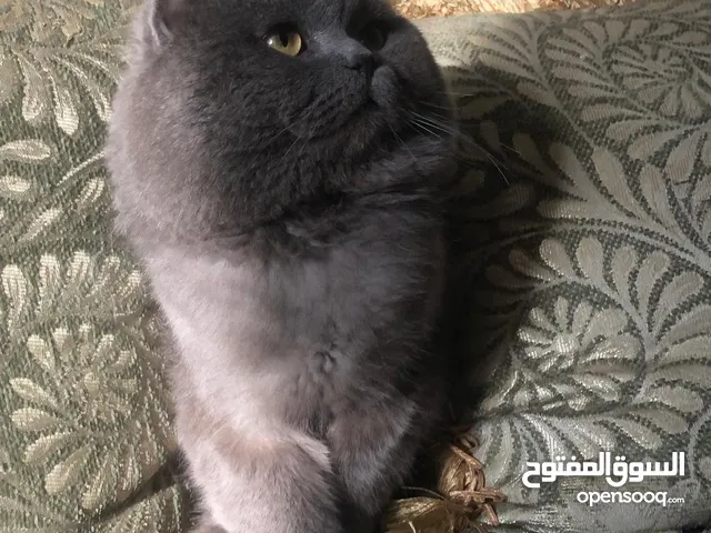 ذكر بريتش للتزاوج