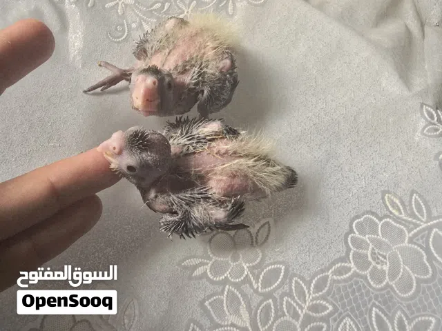 عدد 2 فروخ كوكتيل رمادي اللون عمرهم اسبوعين  صحه ممتازه  ب 15 ريال