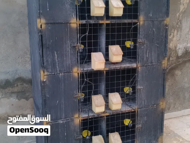 قن 8 عيون مع مشارب تومتيك ومعالف