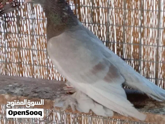 طيور مكاوي للبيع . التفاصيل فالوصف