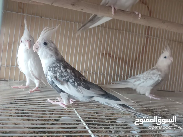 عرض للبيع كوكتيل 4,افراد فرنسي