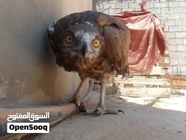 سلام عليكم الي بيع 200 ونقبل تبديل بي حيونه او جهزه