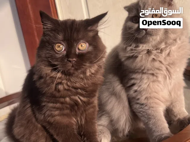 كتن تشوكت و ليلك سكوتش فولد scottish fold chocolate and lilac kittens