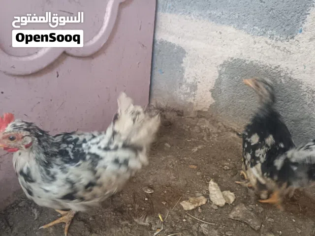 دجاج للبيع