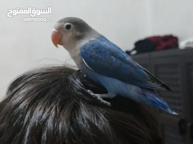 جوز فيشر اليف للبيع ذكر وانثى