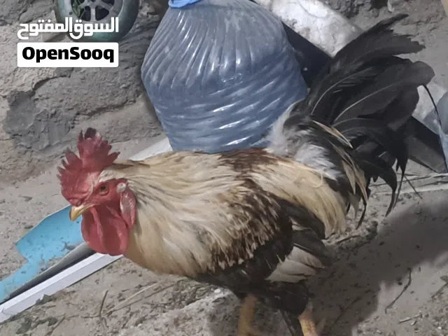 ديج عرب نشيط