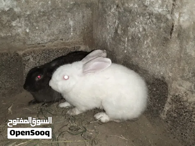 للبيع بشكل عاجل جدا جدا جدا جدا جدا جدا جدا جدا للبيع ارنب سابل امريكي بيور