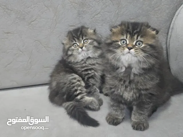 male's and female's scotish fold long hair