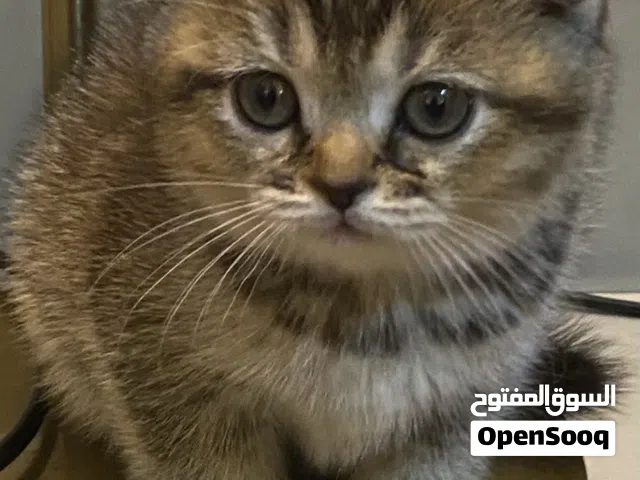 قطط سكوتش فولد العمر ذكر وانثى شهر ونصف