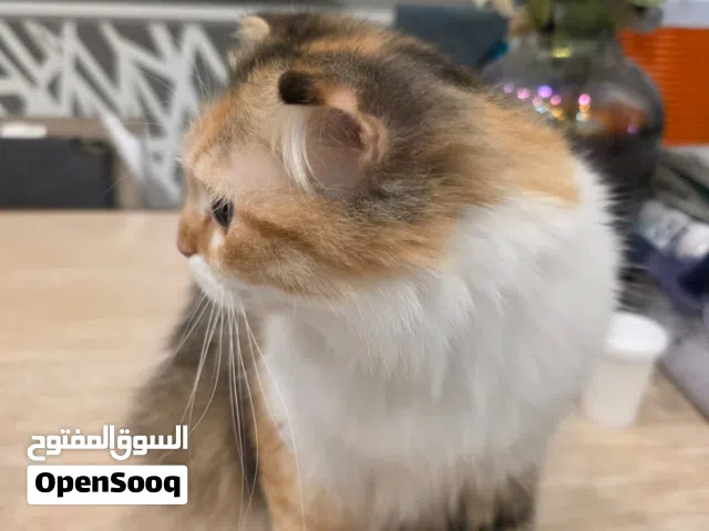 قطة للتبني