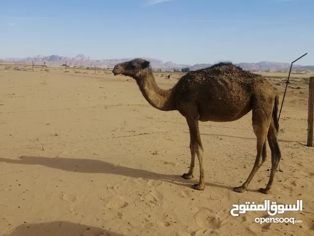 بكره للبيع قابل للبدل