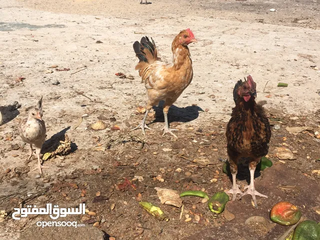 متوفر دجاج عربي وزهري وفيومي