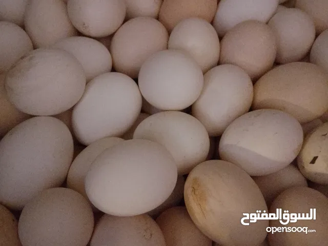 دحي عربي مخصب بأذن الله