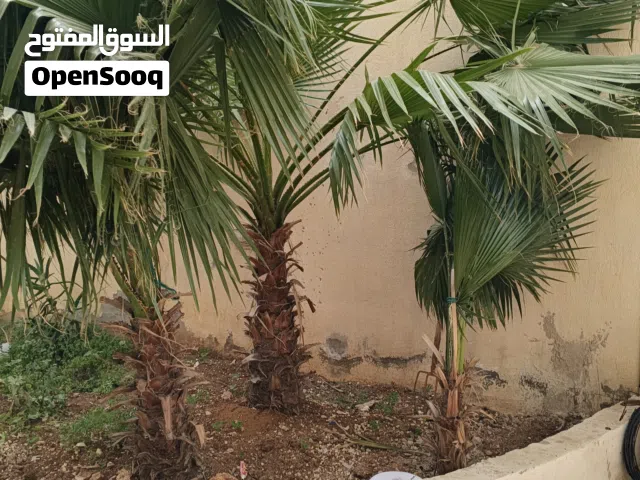 متوفر سبع شجرات نخيل زينه باحجام مختلفه