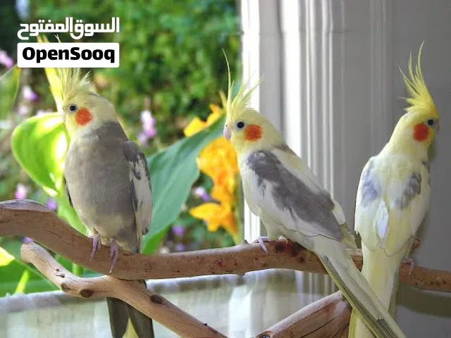 مطلوب جوز كوكتيل تحته بيض مخصب