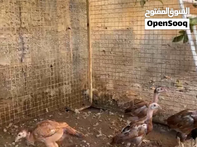 بتشوات للبيع نسل حار