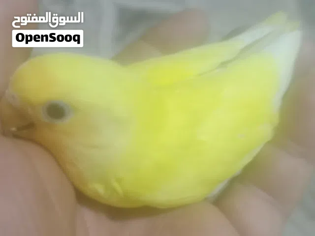 غندور أليف زق