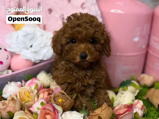 Adorable Toy Poodle Puppies Available