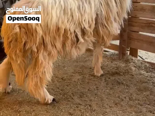 للبيع كبش سمين فل أضحية للعيد
