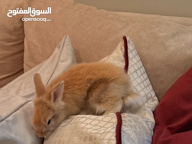 أرنب للتبني