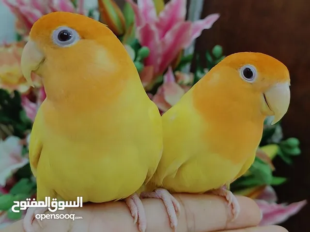 أجمل زوج ببغاء الروز 2 ذكر وانثي أليف لعوب مغرد