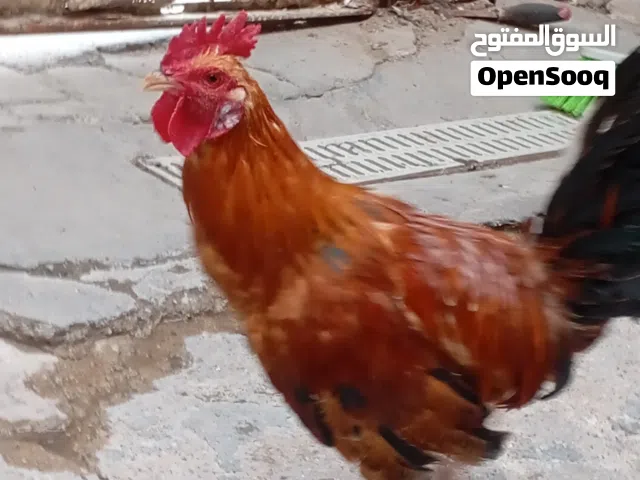 دجاج عرب اقرى الوصف
