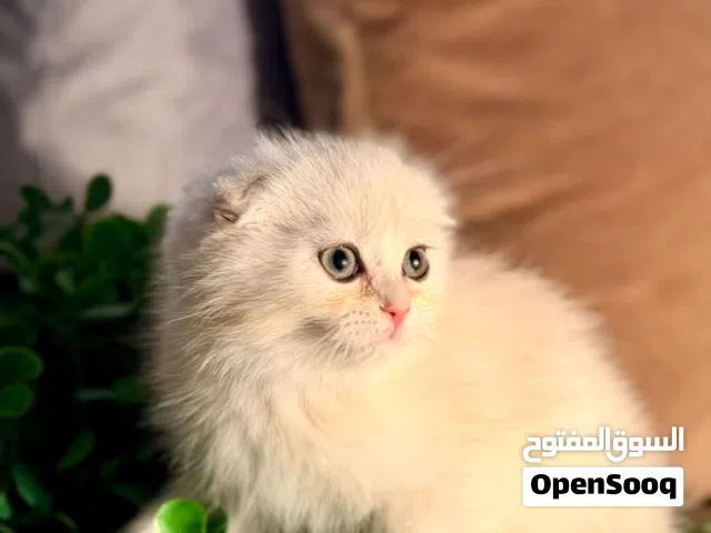 قطط سكوتش فولد وسكوتش استريت