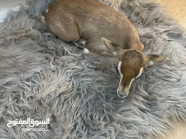 غزلان الدماني