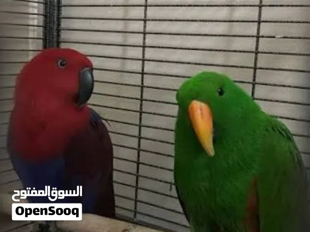 breeding eclectus parrot pair