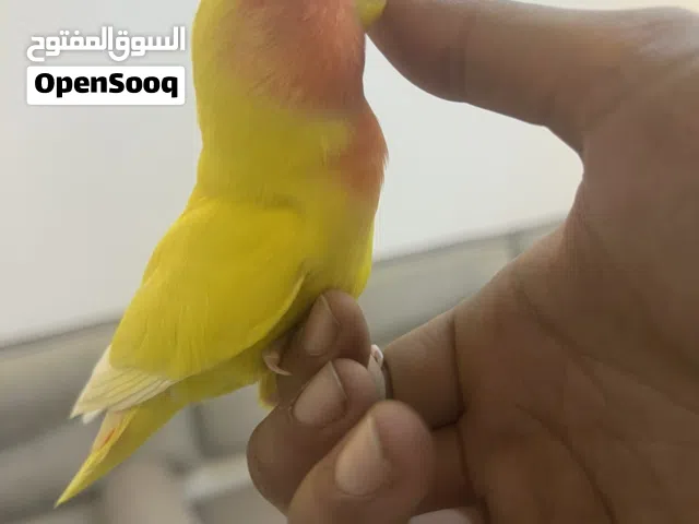 بركديلو مروض عين حمراء لون لاقوة الا بالله يحب الصغار