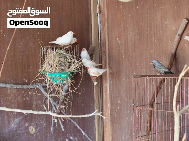 زوز كوبيات وتلاته دكوره حجم ربي يبارك هجين علي شاركول