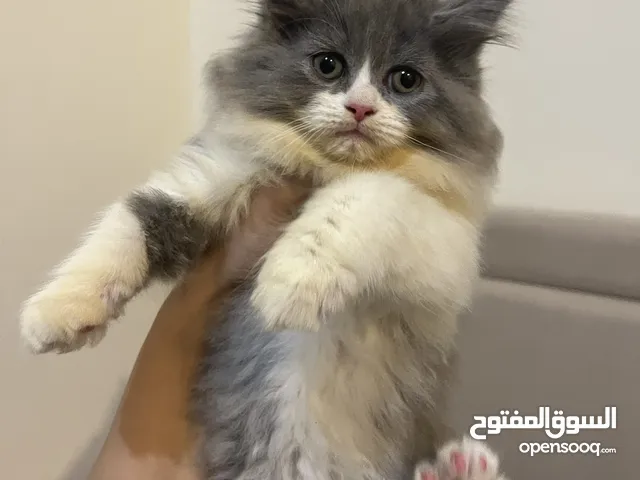 شيرازيه للبيع نظيفه