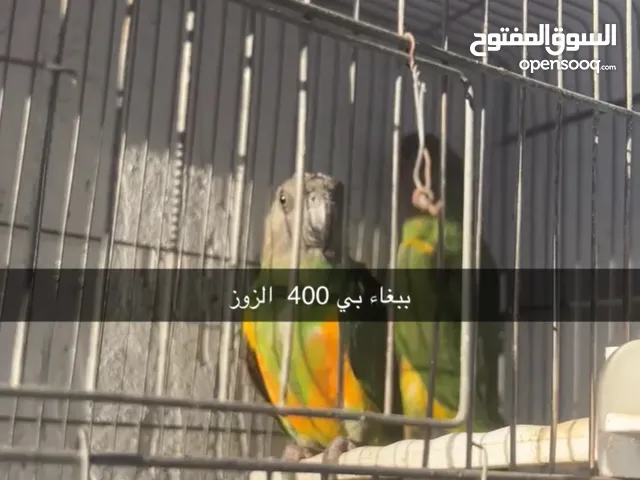 ببغاء سنغالى