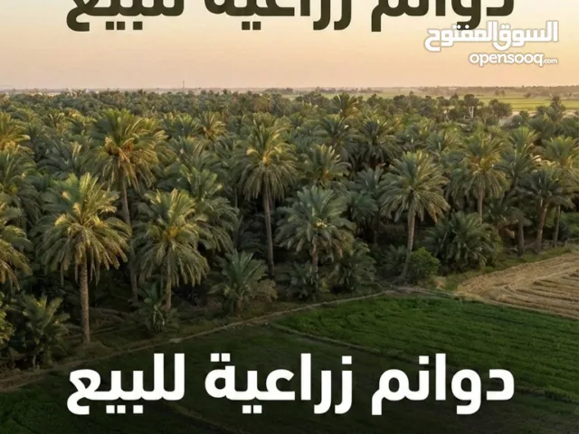 Mixed Use Land for Sale in Najaf Abu Sakhair