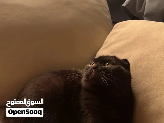 قطه سكوتش فولد دارك تشوكلت